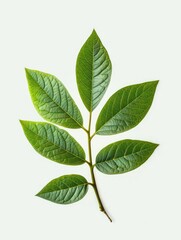 Fototapeta premium Green leaves on white background