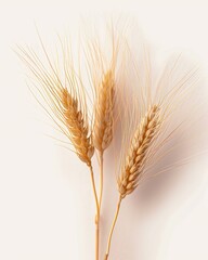 wheat ears on white background
