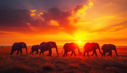 Fotobehang  a herd of elephants walking across a grass covered field under a bright orange and blue sky with the sun setting in the middle of the middle of the horizon behind them. © Jevjenijs