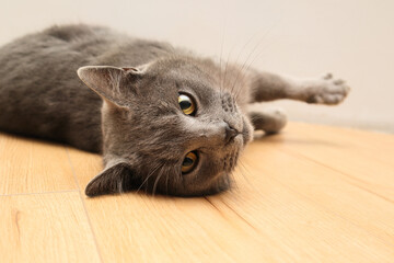 A funny gray cat lies upside down. Pets. Funny playful cat. Beautiful British Cat Funny Pose.