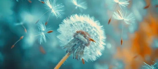 Fotobehang  a dandelion blowing in the wind on a blurry blue and orange background with a blurry image of the dandelion blowing in the foreground. © Jevjenijs