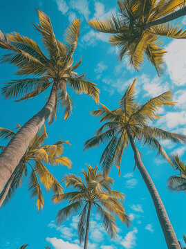 a tropical look upward photo of palm trees with blue sky