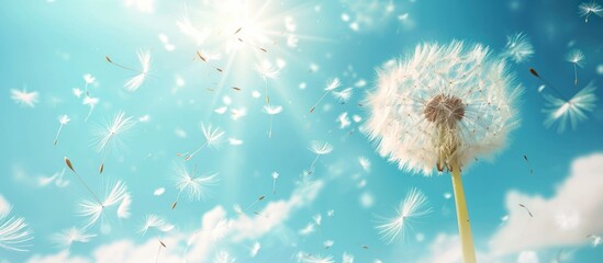  a dandelion blowing in the wind with a blue sky in the back ground and white clouds in the back ground and a bright sun shining through the dandelion.