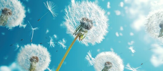  a bunch of dandelions blowing in the wind on a sunny day with a blue sky in the back ground and a few white clouds in the foreground.