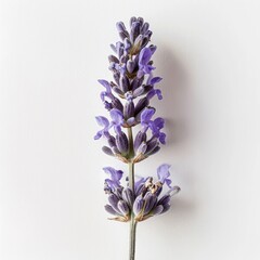 Obraz premium Lavender Stem on white background