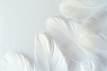 Fototapeta na wymiar White feathers on white background
