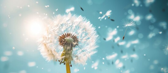  a dandelion blowing in the wind with the sun shining down on the dandelion and flying seeds in the air in front of a clear blue sky.