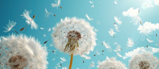  a dandelion is blowing in the wind with a blue sky in the back ground and white clouds in the back ground and a blue sky in the background.