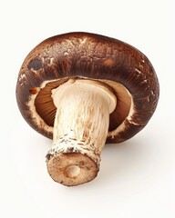 portobello mushroom on white background