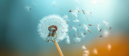 a dandelion blowing in the wind on a blurry blue and yellow background with the sun shining down on the dandelion blowing in the foreground.