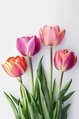 Naklejka premium Tulips on white background