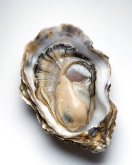 Single Oyster on white background