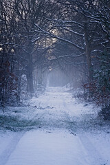 Beautiful forest path lane covered with white snow and tire tracks on cold foggy winter morning in...
