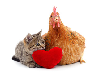 Chicken with a gray kitten with a toy heart..