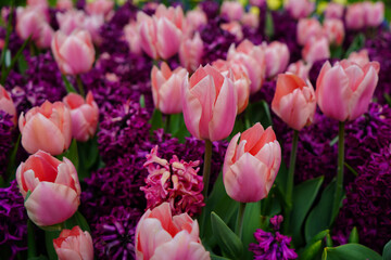 Pink tulips and hyacinth in the garden