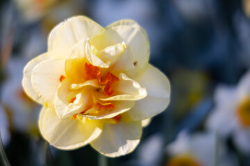 Macro shot of Narcissus jonquilla, rush narcis or jonquil, Keukenhof flower garden, Lisse, Netherlands