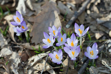 Crocus flower in springtime with leaves