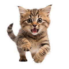 cute cheerful kitten runs to a meeting on a white isolated background