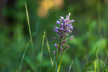 Beautiful Colorful Orchid Flower with Green Background and Beautiful Bokeh. Wild foto.