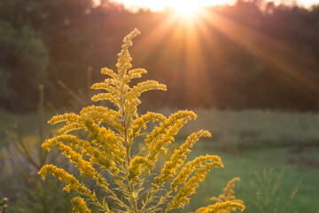 Yellow goldenrod flower at sunset with sunburst in background 