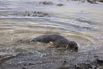 View of a seal on Ytri Tunga beach in western Iceland, Snaefellsnes peninsula