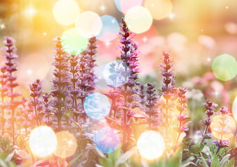 Purple flowers with bokeh lights, flowers and bokeh background, nature background  - 718301662