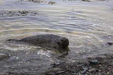View of a seal on Ytri Tunga beach in western Iceland, Snaefellsnes peninsula