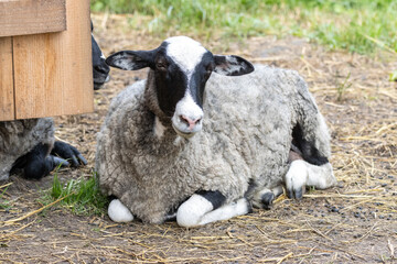 A young Romanov breed sheep rests on the ground with hay on a summer day.
