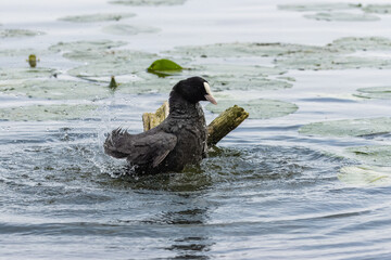 Eurasian coot (Fulica atra) takes a bath in the water near a wooden stick and lotus leaves....