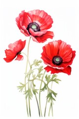 watercolor illustration of red anemones or poppies isolated on white background