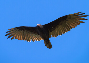A Turkey Vulture soaring overhead against a deep blue sky.