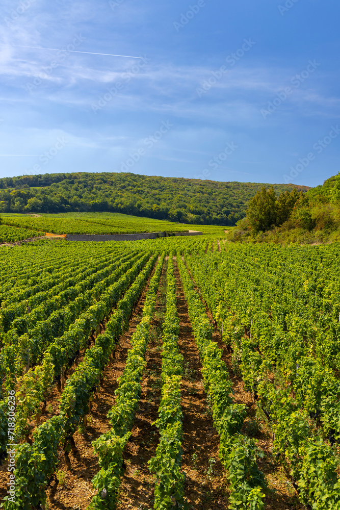 Sticker typical vineyards near clos de vougeot, cote de nuits, burgundy, france