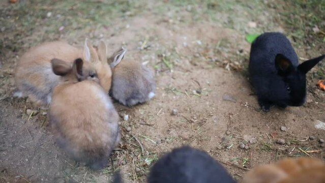 Many rabbits are jumping on the ground and eating grass in a farm.