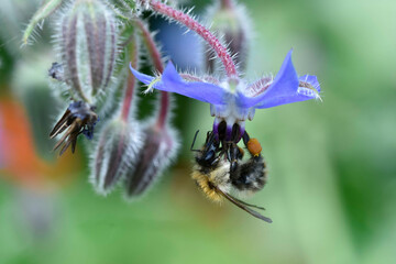 Hummel ein bedeutender Blütenbesucher © prophoto24