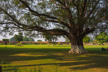 Fototapeta na wymiar A big bayan tree in park