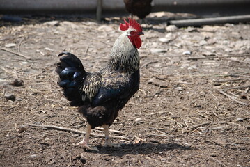 Motley rooster in the farm yard. The bird on the village farm has black plumage, red eyes and a black beak. The rooster has a small head on a movable neck and clipped wings. he walks around the yard.