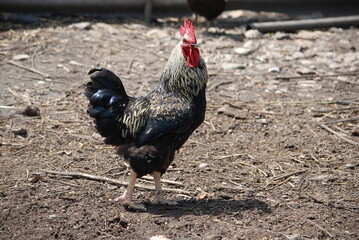 Motley rooster in the farm yard. The bird on the village farm has black plumage, red eyes and a black beak. The rooster has a small head on a movable neck and clipped wings. he walks around the yard.