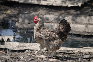 Gray chicken in the farm yard. The country farm bird has mottled white and black plumage, red eyes and a gray beak. The chicken has a small head on a movable neck. She walks around looking for grain.