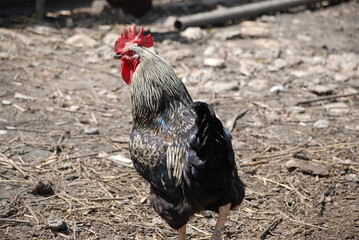 Motley rooster in the farm yard. The bird on the village farm has black plumage, red eyes and a black beak. The rooster has a small head on a movable neck and clipped wings. he walks around the yard.