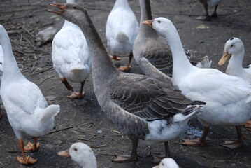 Poultry on the farm. Geese and ducks on a country farm have white or gray plumage, yellow or red feet and beaks. A large flock of birds graze in the yard, pecking at grain and drinking water.