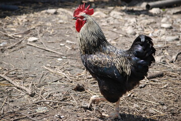 Motley rooster in the farm yard. The bird on the village farm has black plumage, red eyes and a black beak. The rooster has a small head on a movable neck and clipped wings. he walks around the yard.
