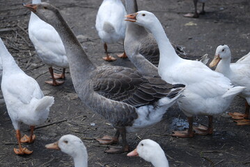 Poultry on the farm. Geese and ducks on a country farm have white or gray plumage, yellow or red feet and beaks. A large flock of birds graze in the yard, pecking at grain and drinking water.