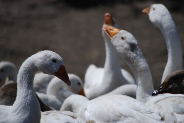 Heads of white geese. Large birds on a farm in the village. Geese have white plumage, black eyes and yellow beaks. Their heads are raised up, they look towards the camera with one eye.