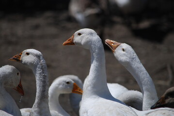 Heads of white geese. Large birds on a farm in the village. Geese have white plumage, black eyes and yellow beaks. Their heads are raised up, they look towards the camera with one eye.