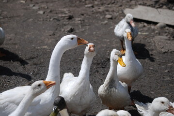 Poultry on the farm. Geese and ducks on a country farm have white or gray plumage, yellow or red feet and beaks. A large flock of birds graze in the yard, pecking at grain and drinking water.