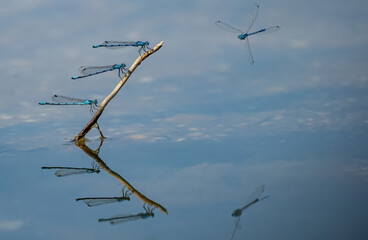Several horseshoe azure maiden dragonflys closeup at summer in thuringia