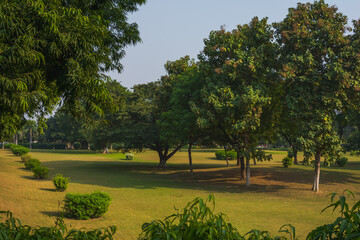 Trees in a park