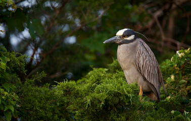 Yellow-crowned Night Heron perched in evergreens in warm golden-hour sunrise light