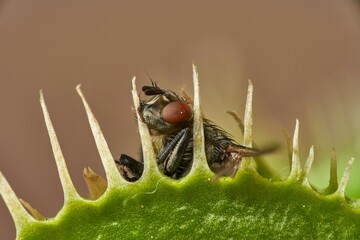 Little fly caught in a venus flytrap – no way to escape