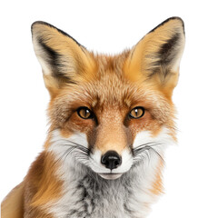 Fototapeta premium Fox on transparent background